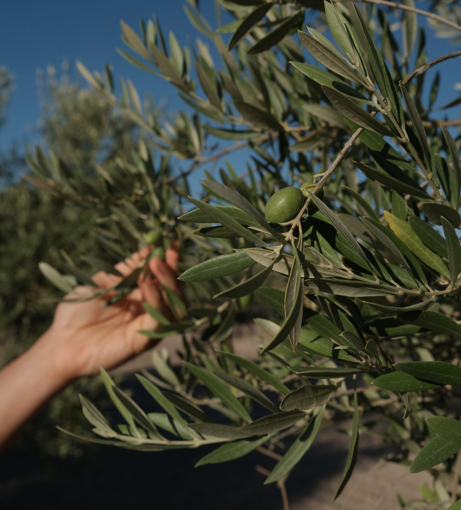 The art of simplicity